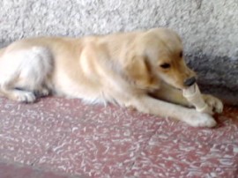 Danna